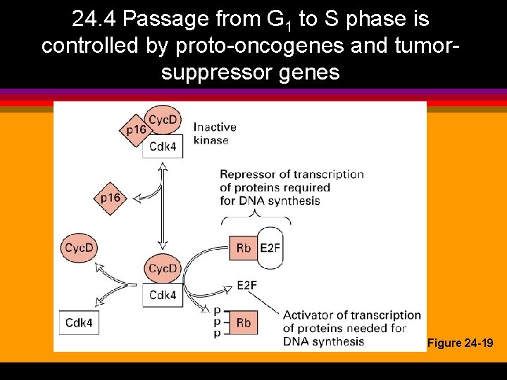24. 4 Passage from G 1 to S phase is controlled by proto-oncogenes and