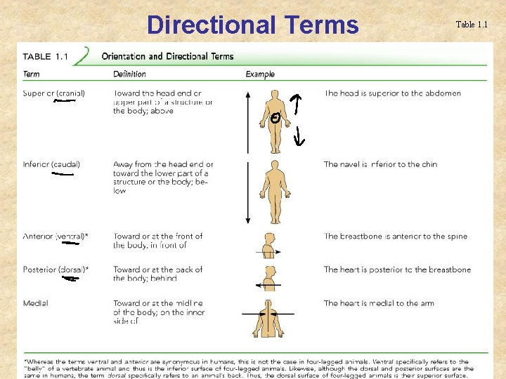 Directional Terms Table 1. 1 