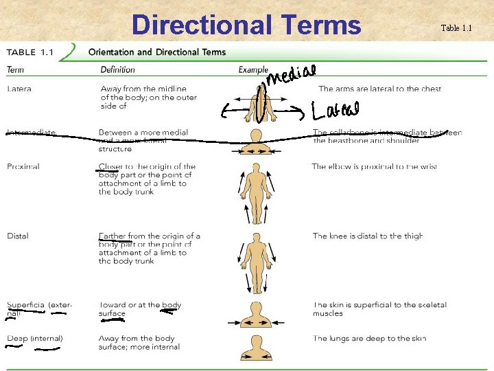 Directional Terms Table 1. 1 