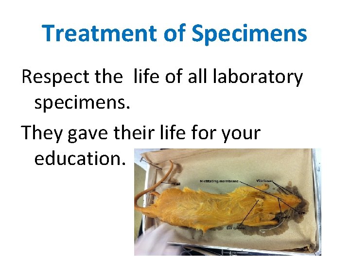 Treatment of Specimens Respect the life of all laboratory specimens. They gave their life
