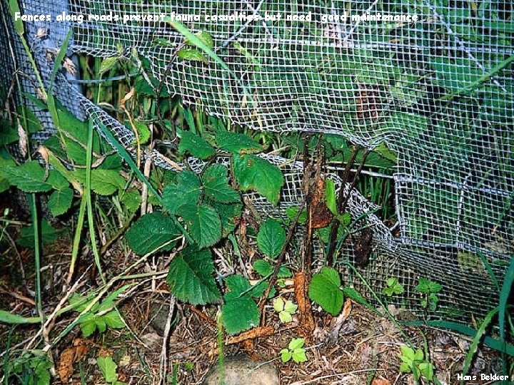 Fences along roads prevent fauna casualties but need good maintenance Hans Bekker 