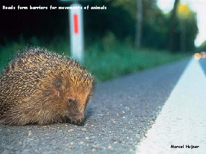 Roads form barriers for movements of animals Marcel Huÿser 