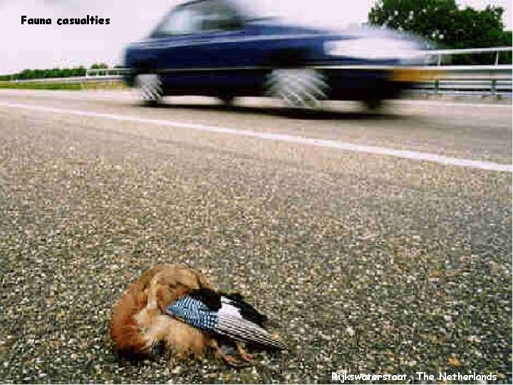 Fauna casualties Rijkswaterstaat, The Netherlands 