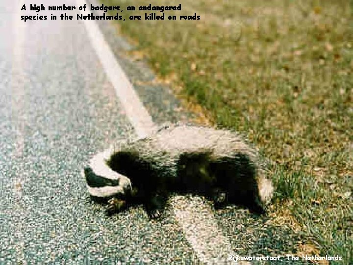 A high number of badgers, an endangered species in the Netherlands, are killed on