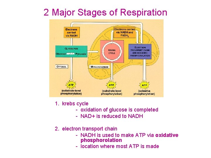 2 Major Stages of Respiration 1. krebs cycle - oxidation of glucose is completed