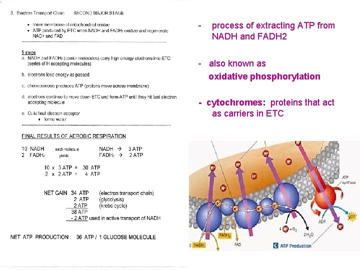 - process of extracting ATP from NADH and FADH 2 - also known as