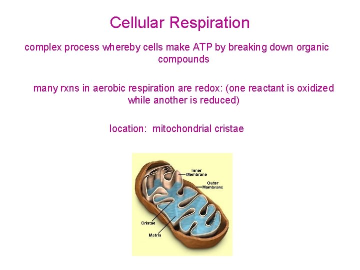 Cellular Respiration complex process whereby cells make ATP by breaking down organic compounds many