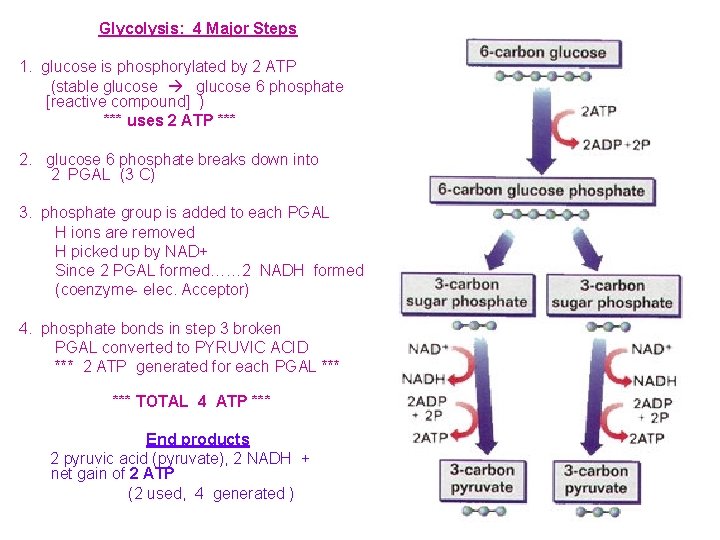 Glycolysis: 4 Major Steps 1. glucose is phosphorylated by 2 ATP (stable glucose 6