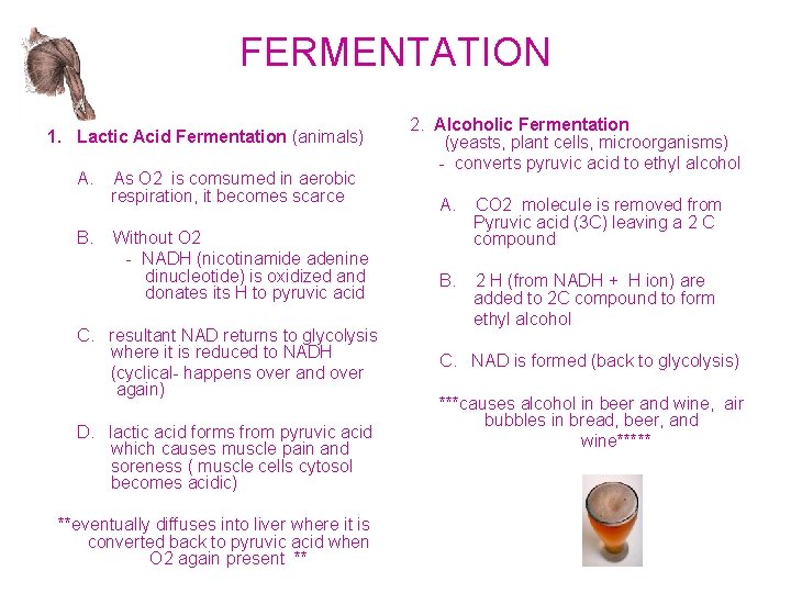 FERMENTATION 1. Lactic Acid Fermentation (animals) A. B. As O 2 is comsumed in