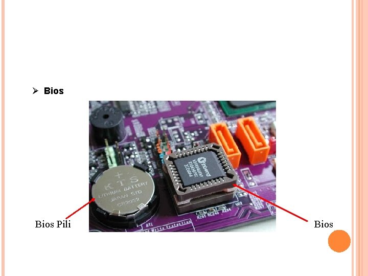 Ø Bios Pili Bios 