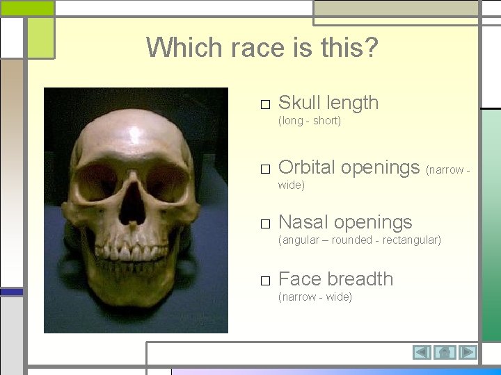 Which race is this? □ Skull length (long - short) □ Orbital openings (narrow