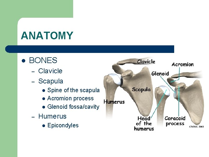 ANATOMY l BONES – – Clavicle Scapula l l l – Spine of the