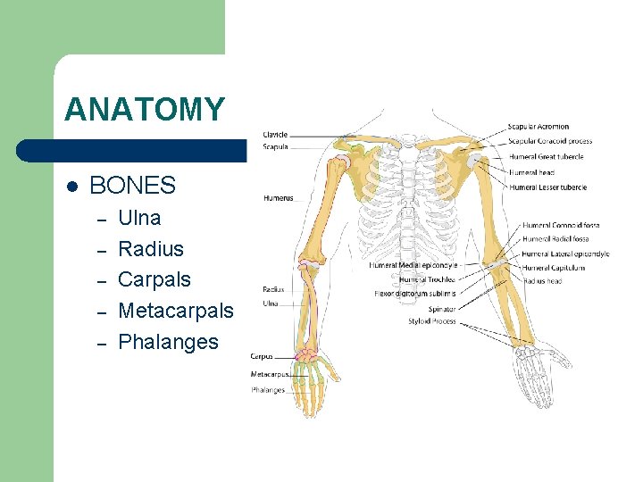 ANATOMY l BONES – – – Ulna Radius Carpals Metacarpals Phalanges 