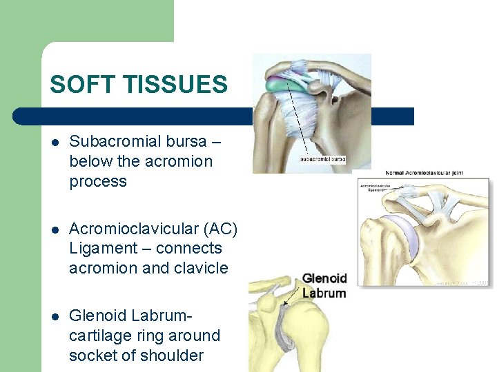SOFT TISSUES l Subacromial bursa – below the acromion process l Acromioclavicular (AC) Ligament