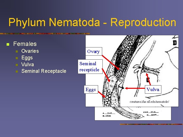 Phylum Nematoda - Reproduction creatures. ifas. ufl. edu/nematode/ n Females n n Ovaries Eggs