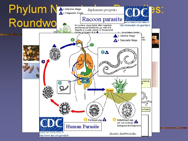 Phylum Nematoda - Parasites: Racoon parasite Roundworm Life Cycles Baylisacaris procyonis www. extension. umn.