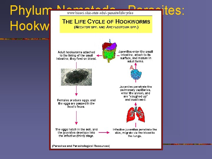 Phylum Nematoda - Parasites: Hookworm www. biosci. ohio-state. edu/~parasite/lifecycles 