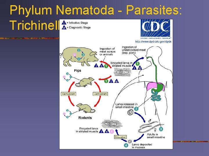 Phylum Nematoda - Parasites: Trichinella 