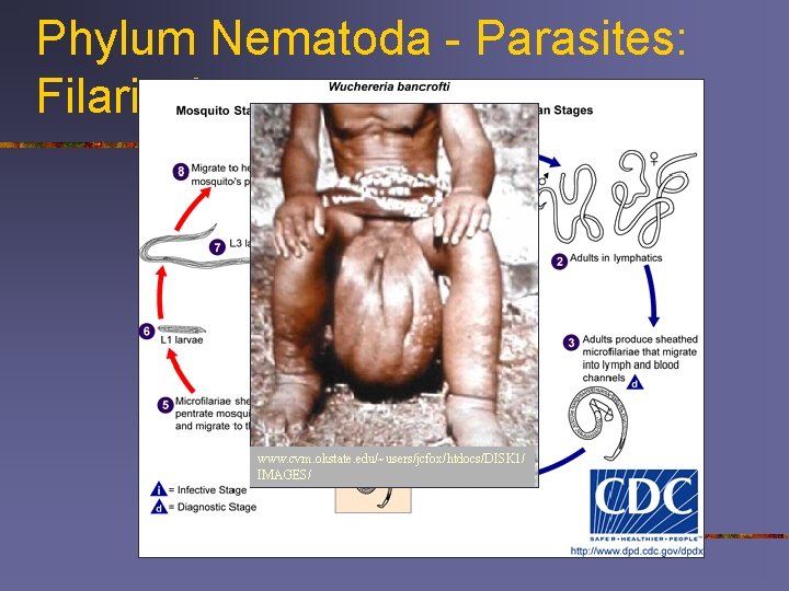 Phylum Nematoda - Parasites: Filariasis www. cvm. okstate. edu/~users/jcfox/htdocs/DISK 1/ IMAGES/ 