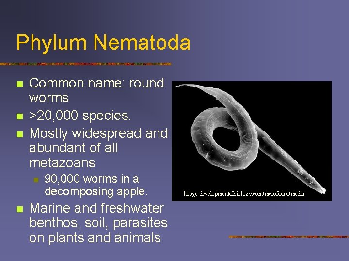 Phylum Nematoda n n n Common name: round worms >20, 000 species. Mostly widespread