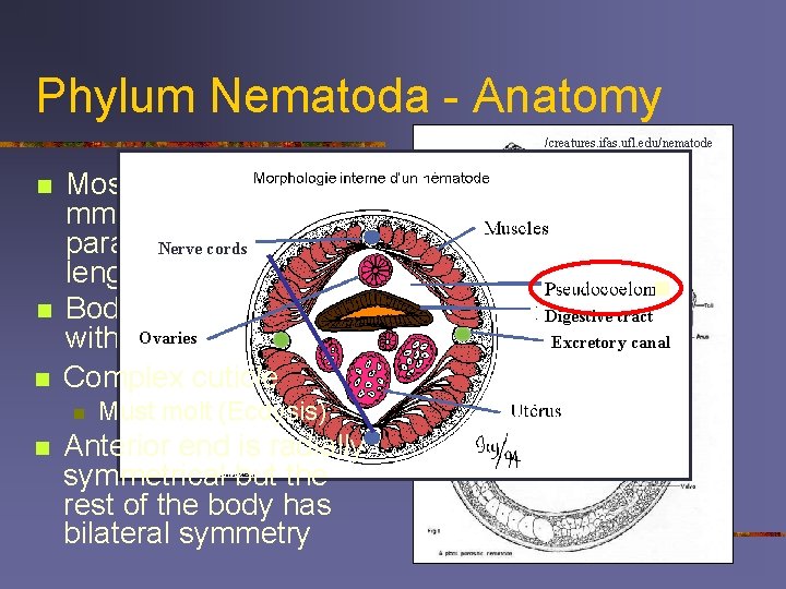 Phylum Nematoda - Anatomy /creatures. ifas. ufl. edu/nematode n n n Most freeliving <2.