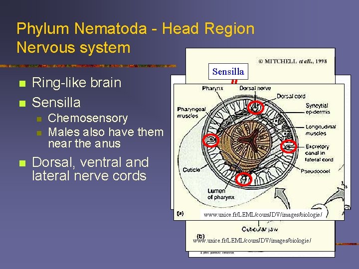 Phylum Nematoda - Head Region Nervous system /creatures. ifas. ufl. edu/nematode n n Ring-like