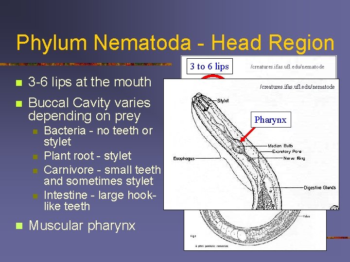 Phylum Nematoda - Head Region 3 to 6 lips n 3 -6 lips at