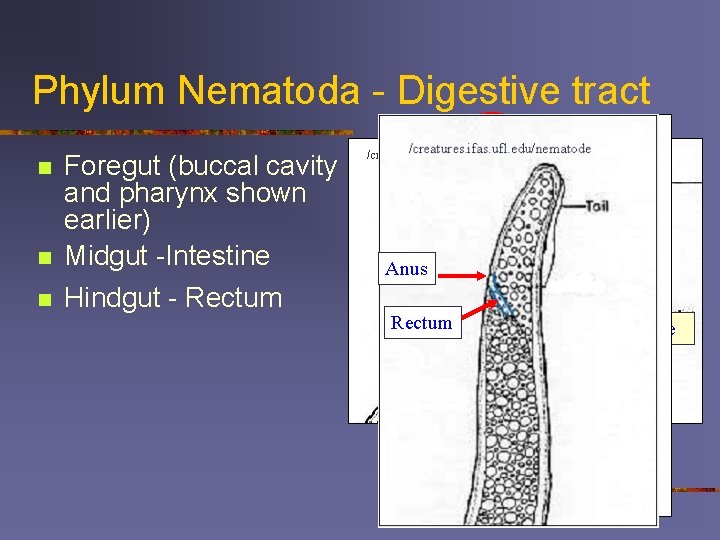 Phylum Nematoda - Digestive tract /creatures. ifas. ufl. edu/nematode n n n Foregut (buccal