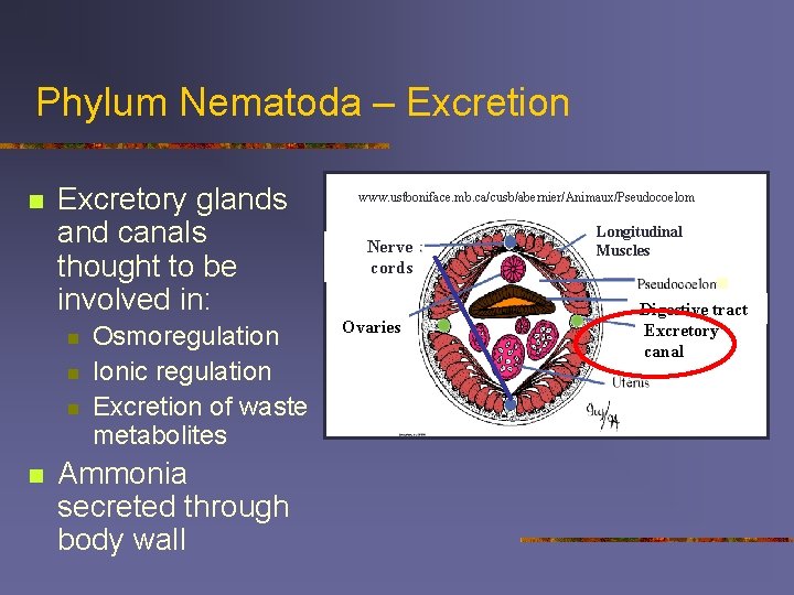 Phylum Nematoda – Excretion n Excretory glands and canals thought to be involved in: