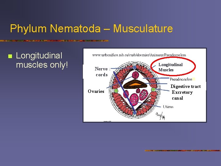 Phylum Nematoda – Musculature n Longitudinal muscles only! www. ustboniface. mb. ca/cusb/abernier/Animaux/Pseudocoelom Nerve cords