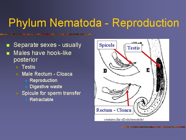 Phylum Nematoda - Reproduction n n Separate sexes - usually Males have hook-like posterior