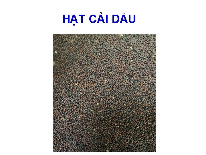 HẠT CẢI DẦU 