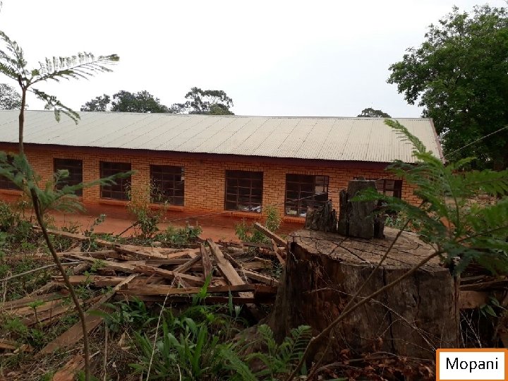 Mopani 