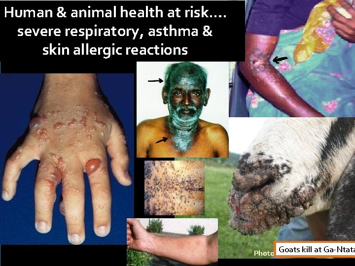 Human & animal health at risk…. severe respiratory, asthma & skin allergic reactions kill
