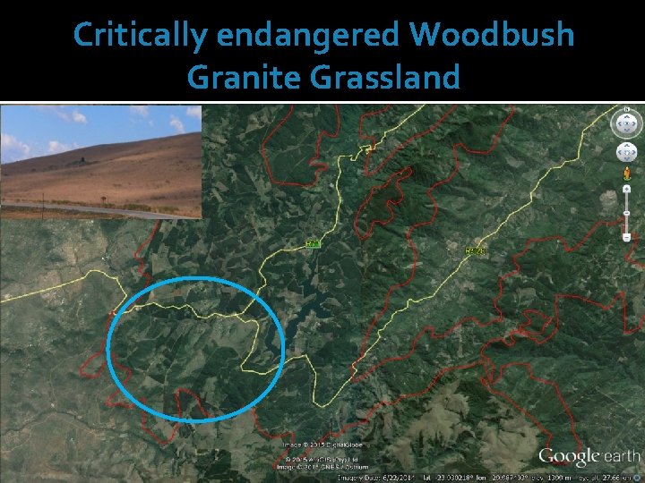 Critically endangered Woodbush Granite Grassland 