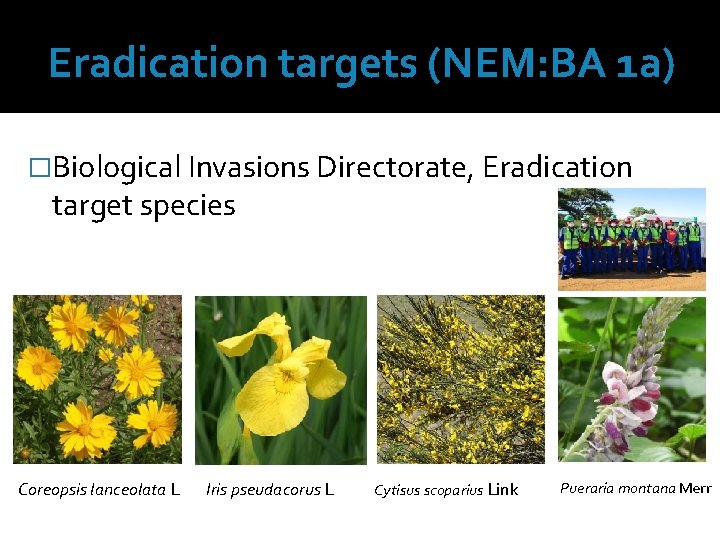 Eradication targets (NEM: BA 1 a) �Biological Invasions Directorate, Eradication target species Coreopsis lanceolata