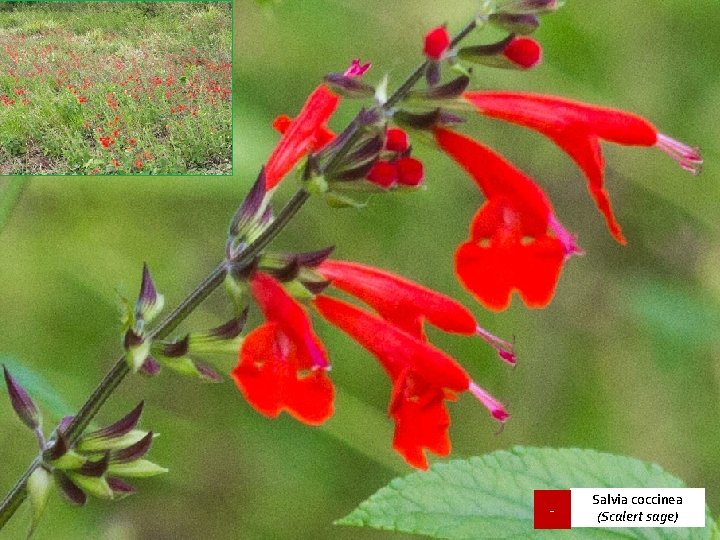 - Salvia coccinea (Scalert sage) 