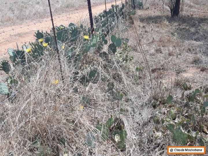 Escapees from Cultivation @ Claude Moshobane 