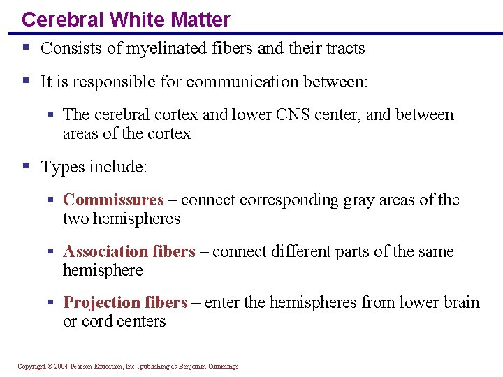 Cerebral White Matter § Consists of myelinated fibers and their tracts § It is