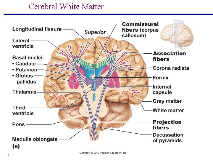 Cerebral White Matter Copyright © 2004 Pearson Education, Inc. , publishing as Benjamin Cummings