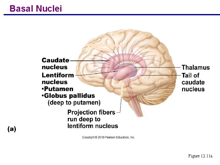 Basal Nuclei Figure 12. 11 a Copyright © 2004 Pearson Education, Inc. , publishing