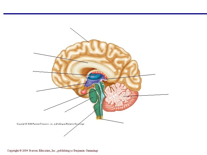 Copyright © 2004 Pearson Education, Inc. , publishing as Benjamin Cummings 