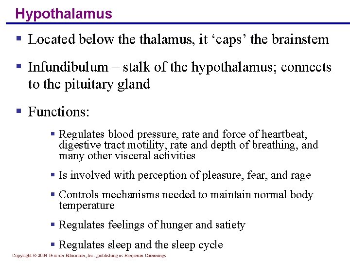 Hypothalamus § Located below the thalamus, it ‘caps’ the brainstem § Infundibulum – stalk