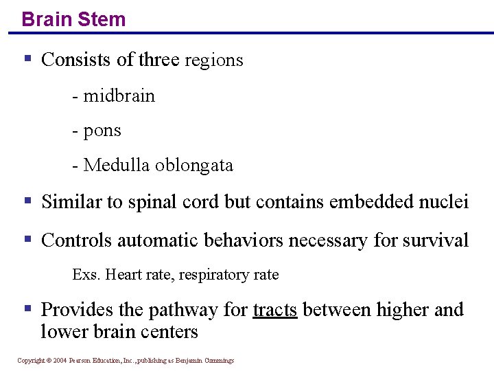 Brain Stem § Consists of three regions - midbrain - pons - Medulla oblongata