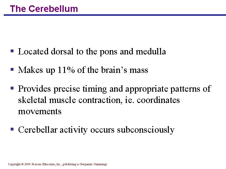 The Cerebellum § Located dorsal to the pons and medulla § Makes up 11%