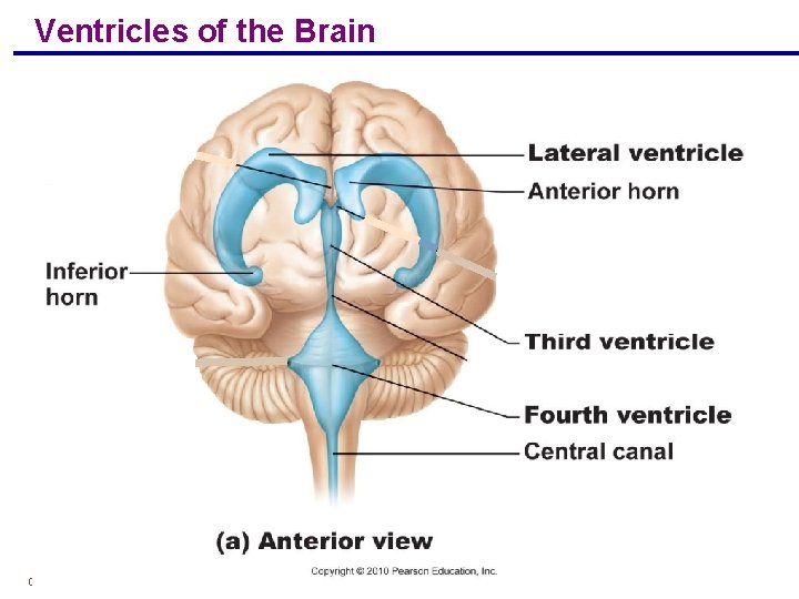 Ventricles of the Brain Figure 12. 5 Copyright © 2004 Pearson Education, Inc. ,