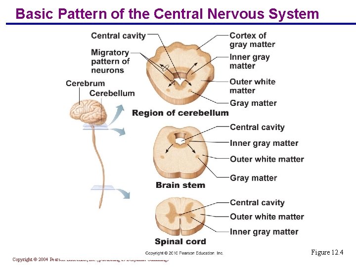 Basic Pattern of the Central Nervous System Figure 12. 4 Copyright © 2004 Pearson