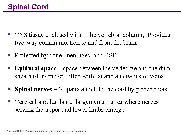 Spinal Cord § CNS tissue enclosed within the vertebral column; Provides two-way communication to