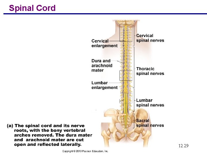 Spinal Cord 12. 29 Figure 12. 28 a Copyright © 2004 Pearson Education, Inc.