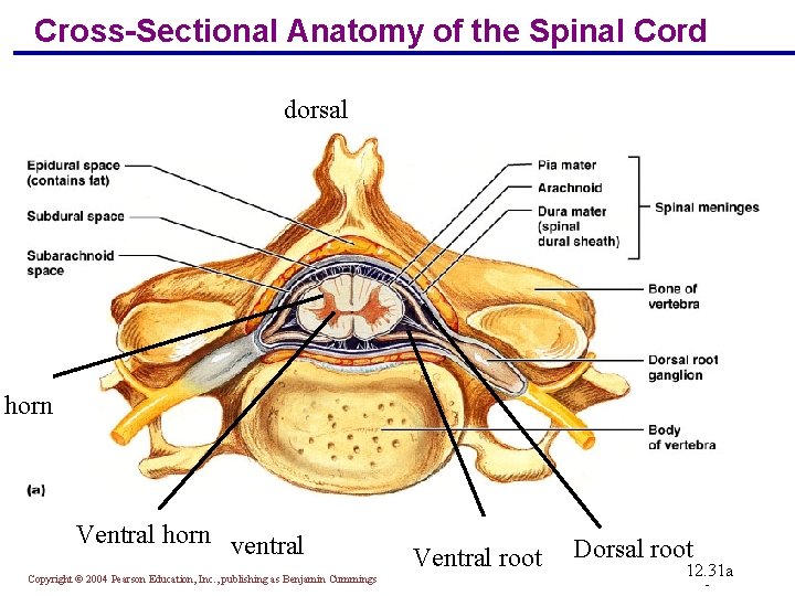 Cross-Sectional Anatomy of the Spinal Cord dorsal horn Ventral horn ventral Copyright © 2004